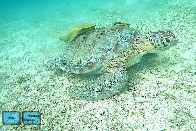 Afternoon Snorkel, Pizza & Sunset Tour departing from St. Thomas & St. John - The sunset dance party on the ride home