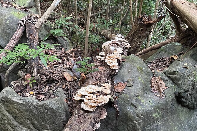 Brewers Bay Eco Hiking Tour - The old ruin comes first