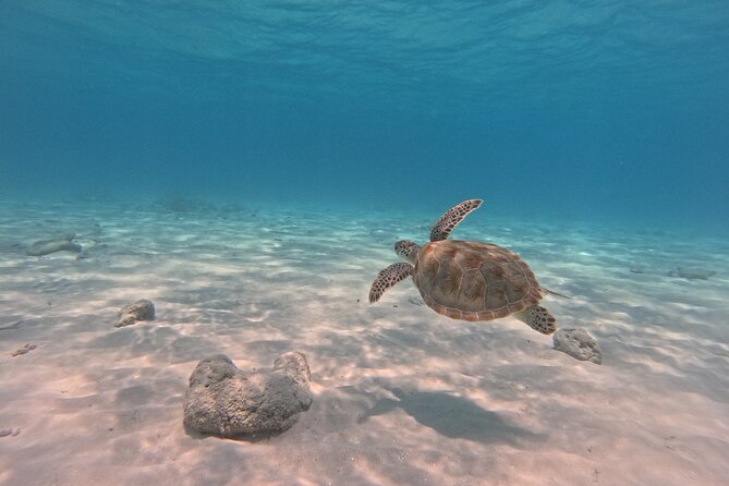 BVI Daytrip on private powerboat with snorkeling - The Indians: coral, rock, and an underwater arch