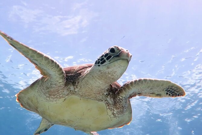 Cas Cay - Kayak Hike and Snorkel Adventure - Key Points Before You Paddle