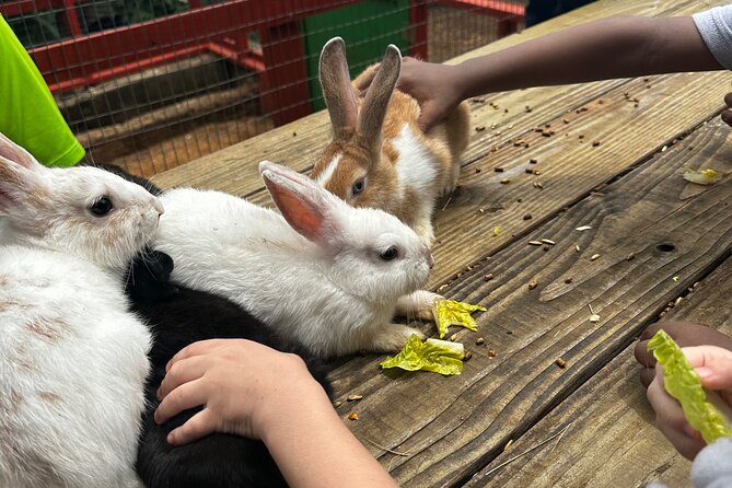 Connors Farms Petting Zoo - What the $25 price really covers