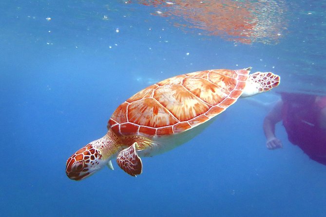 Coral Reef and Turtle Discovery Kayak and Snorkel Tour - Sven’s personal approach to St. Thomas