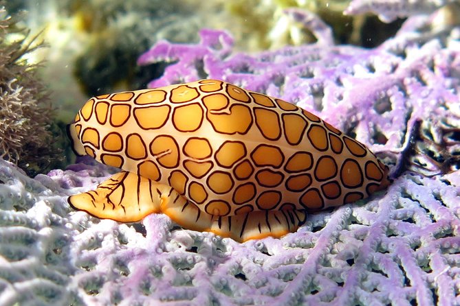 Coral Reef and Turtle Discovery Kayak and Snorkel Tour - Who will get the most from this tour