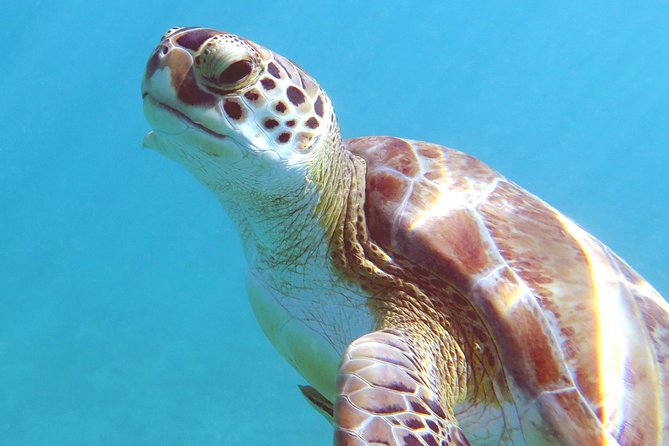 Coral Reef and Turtle Discovery Kayak and Snorkel Tour - Honeymoon Beach Cove and the first swim