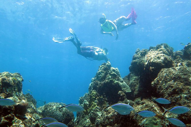 Coral Reef and Turtle Discovery Tour - Quick takeaways