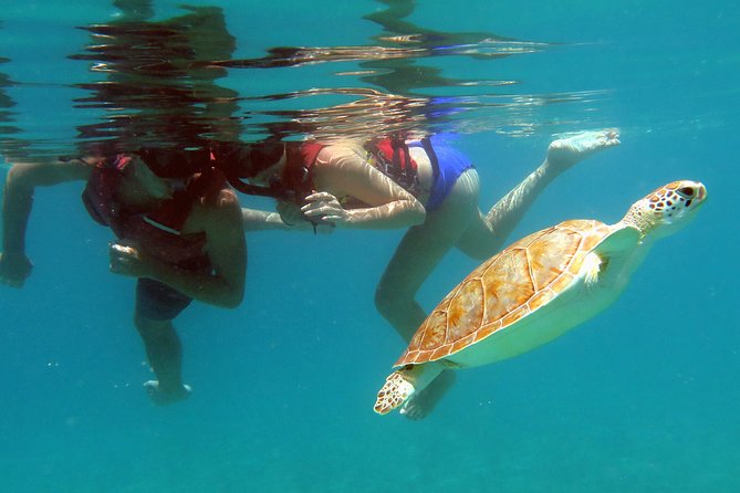 Coral Reef and Turtle Discovery Tour - What this St Thomas adventure actually feels like