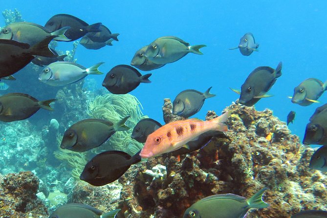 Coral Reef and Turtle Discovery Tour - The shell-covered beach break