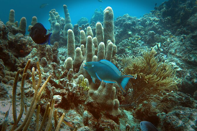 Coral Reef and Turtle Discovery Tour - Snorkeling over coral, sponges, and sea fans