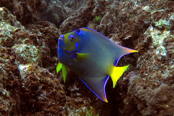 Coral Reef and Turtle Discovery Tour - Lunch, dietary choices, and the second water stop