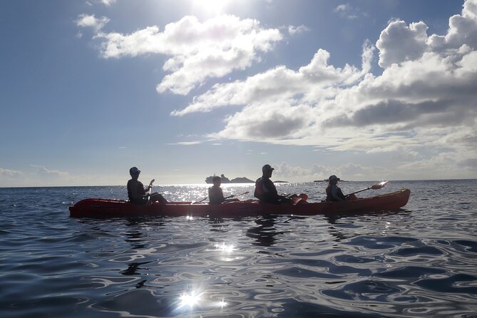 Coral Reef and Turtle Discovery Tour - Learning the basics before you launch