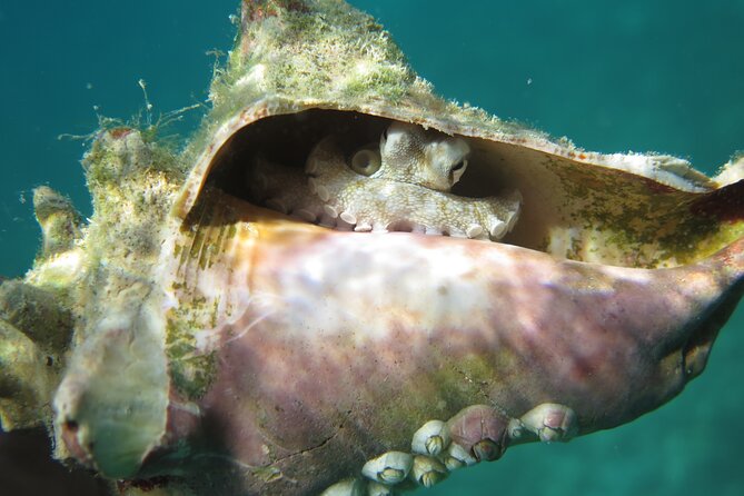 Coral Reef and Turtle Kayak Excursion - Lunch before the turtle stop