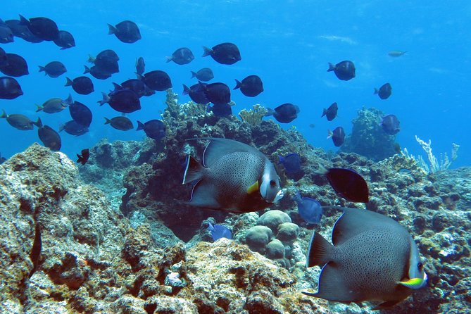 Coral Reef and Turtle Kayak Excursion - Snorkeling with sea turtles