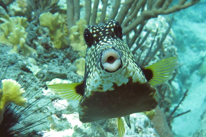 Coral Reef and Turtle Kayak Excursion - Who will enjoy this best