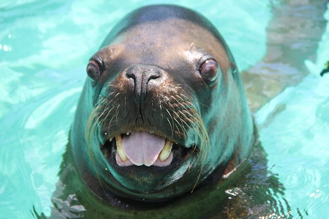 Coral World Ocean Park General Admission Ticket - Start with Coki Beach, then enter Coral World