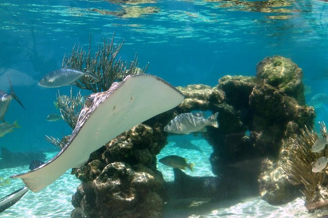 Coral World Ocean Park General Admission Ticket - Touch pools, sharks, turtles, and reef talks