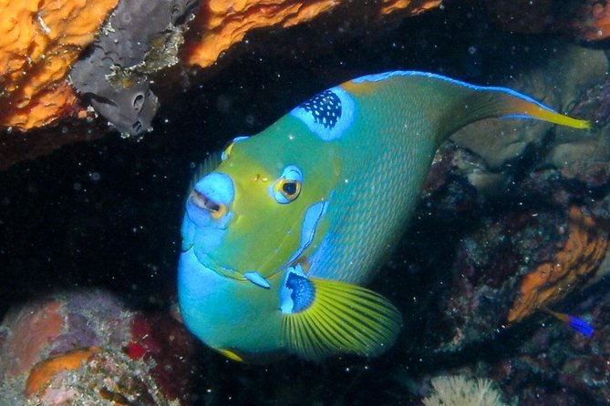 Discover Scuba Diving with No Certification in St Thomas - Why the four-person limit matters