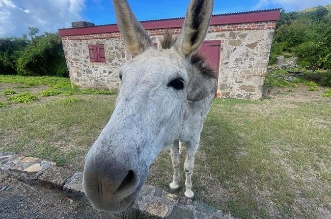Explore St. John, Beaches and National Park Private Tour - Annaberg Connects the Scenery to St. John’s Past