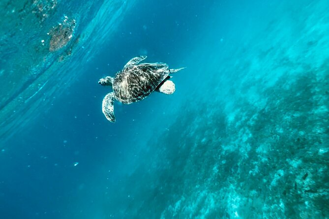 Family Snorkel Safari. ️Private boat! - Who will enjoy this most?