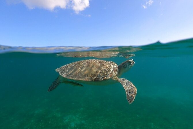 Full-Day Private Boat Charter from St. John or St. Thomas - Little Lameshur Bay and a quieter south shore