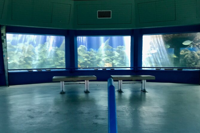 Guided Tour of Coral World Ocean Park & Happy Hour - What You See Among the Turtles and Stingrays