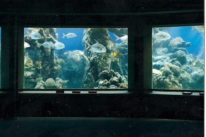 Guided Tour of Coral World Ocean Park & Happy Hour - The Value of a Private Group