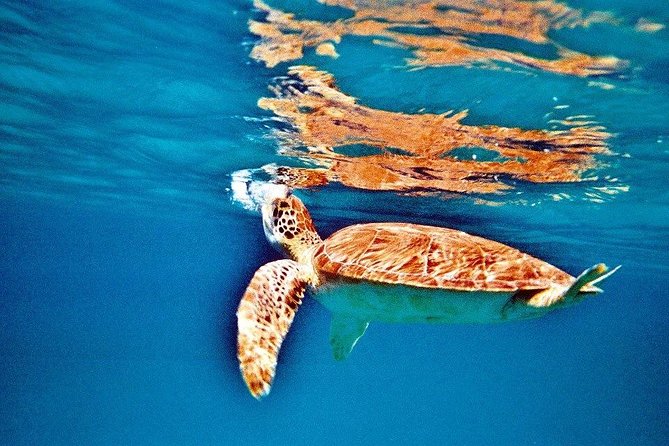 Half Day Sail and Snorkel with the Turtles - Who should choose this trip?