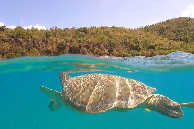 Half or Full-Day Private Boat Charter from St. John or St. Thomas - At a glance