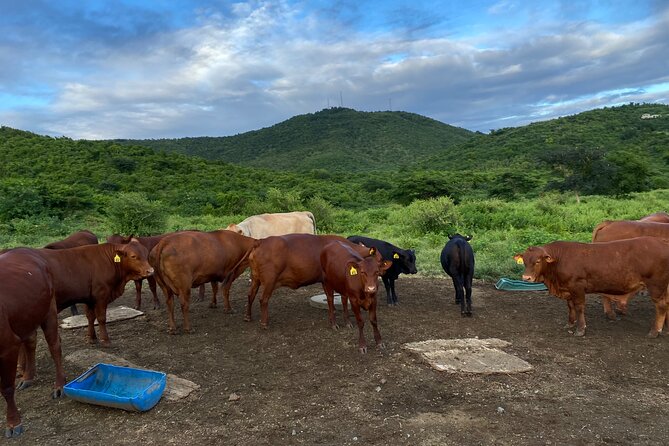 Horseback Riding Experience - Seasonal fruit, plants, and island stories