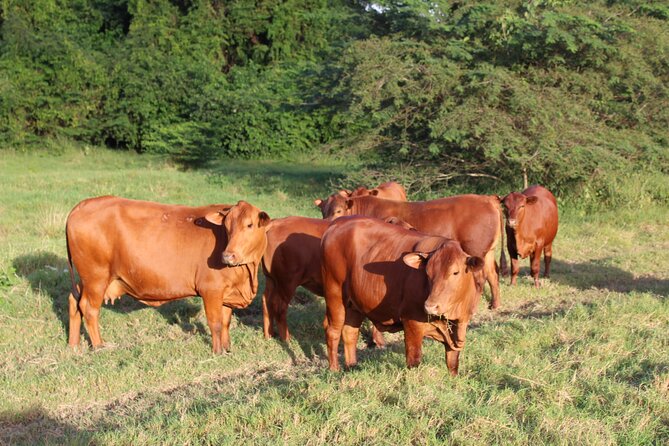 Horseback Riding Experience - What to bring for 90 minutes outdoors