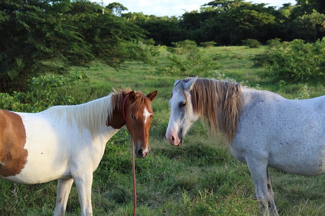 Horseback Riding Experience - Who will enjoy this ride most