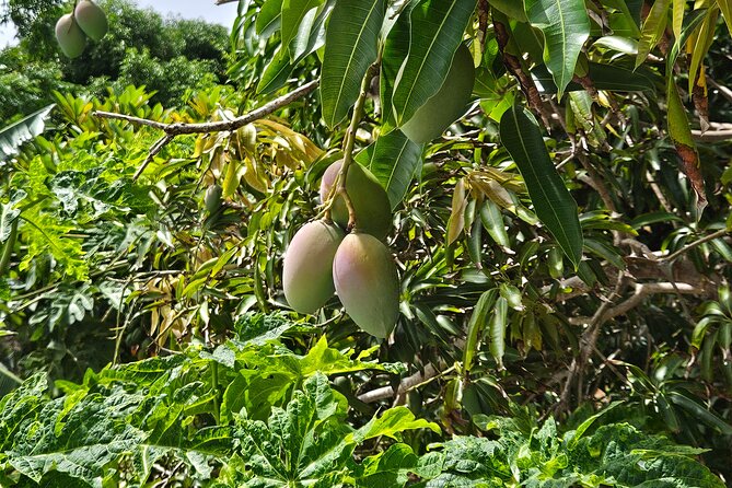 Island Eco Farm Tour with Local Treats and Sapphire Beach Time - The transport plan needs attention