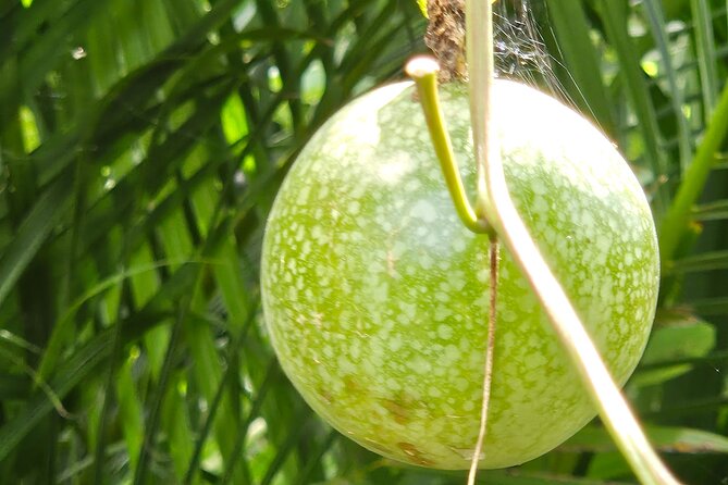 Island Eco Farm Tour with Local Treats and Sapphire Beach Time - Is $26.98 good value?