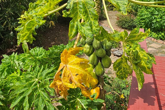 Island Eco Farm Tour with Local Treats and Sapphire Beach Time - Why families may enjoy this outing