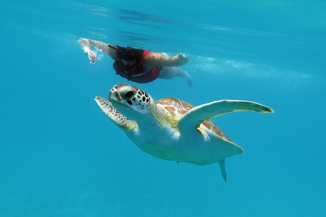 Kayak and Sea Turtle Snorkel with Beach Break - Lunch, drinks, and the useful extras