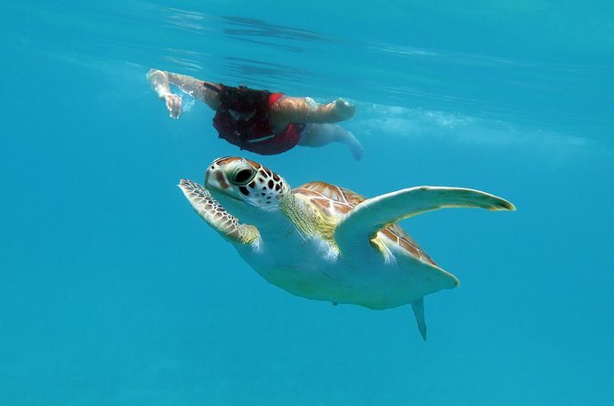 Kayak and Sea Turtle Snorkel with Beach Break - What the $139 price really covers