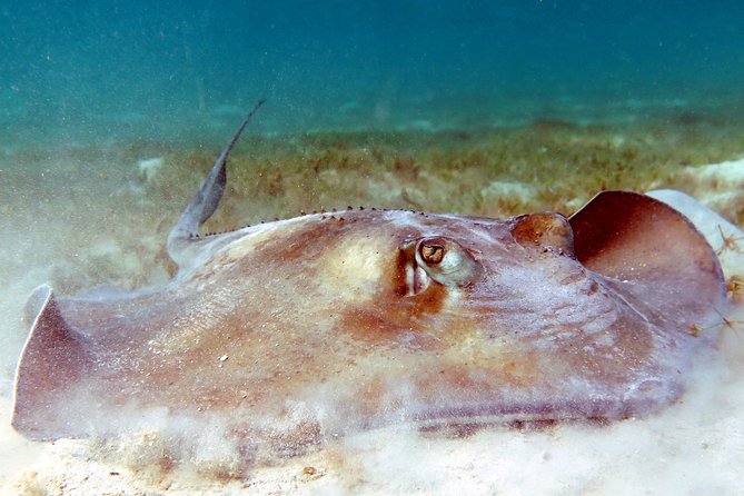 Kayak and Sea Turtle Snorkel with Beach Break - Who will enjoy this St Thomas excursion