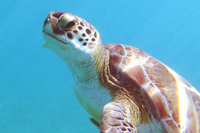 Kayak and Sea Turtle Snorkel with Beach Break - Timing, cancellations, and smart planning