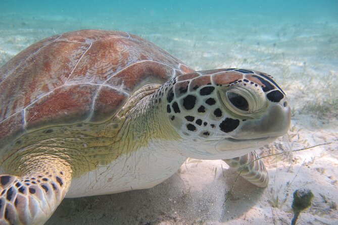 Kayak & Snorkel with Sea Turtles, National Park, St. John - Paddling across Caneel Bay