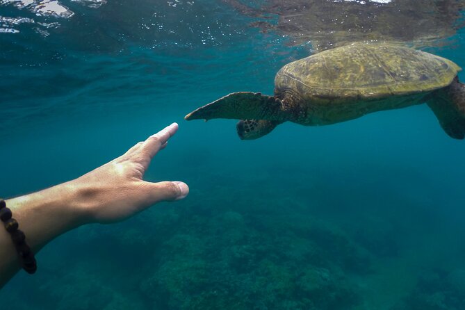 Maho Bay Turtle Snorkel with Lunch and Bar at Frenchman's Reef - The open bar begins after snorkeling