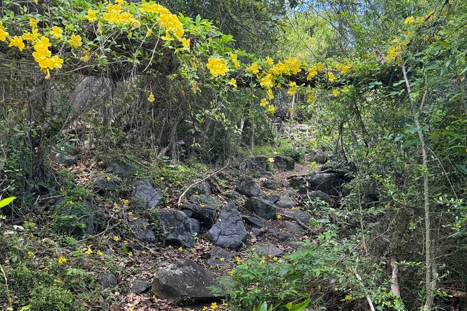 Mount Alma Hike And Beach Excursion (cruise ship friendly ) - Booking, Cancellation, and Cruise-Day Practicalities
