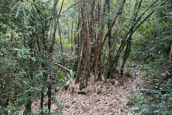 Mount Healthy National Park Private Hike Tour in Tortola - Why Mount Healthy is a good change of pace