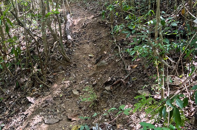 Mount Healthy National Park Private Hike Tour in Tortola - The guides are the main attraction