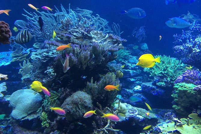 National Park Snorkeling Excursion - Marine life: what you might actually see