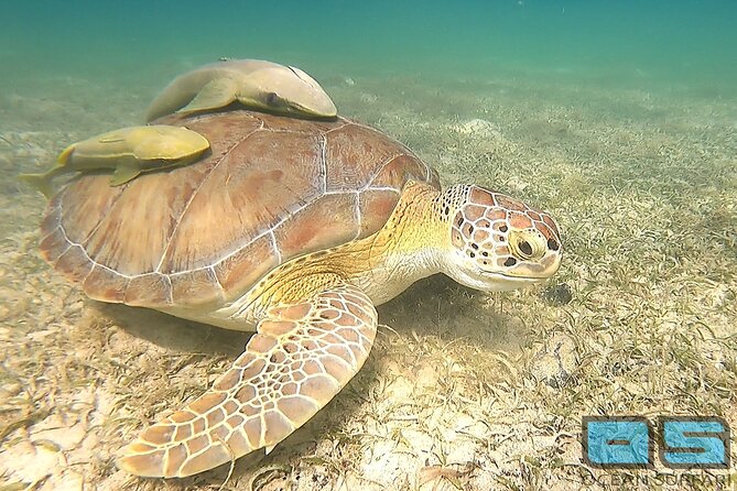 National Park Snorkeling Excursion - First stop: clear water, coral, and turtles
