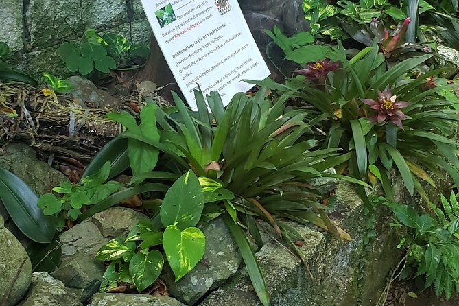 Nature and Sightseeing at Phantasea Tropical Botanical Garden - Orchids and tropical plants across two acres