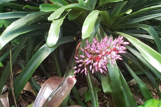 Nature and Sightseeing at Phantasea Tropical Botanical Garden - Why hotel pickup can be worth the extra cost
