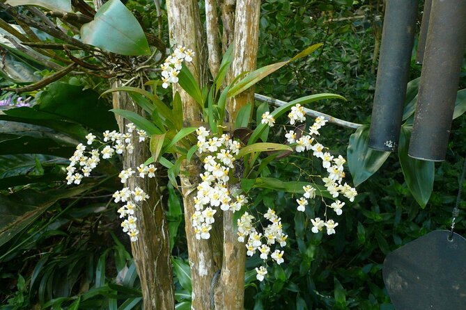 Nature and Sightseeing at Phantasea Tropical Botanical Garden - Booking and cancellation details