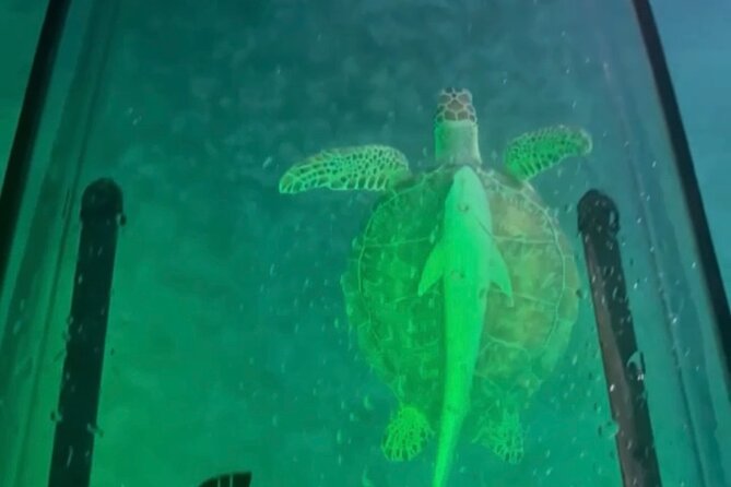 Night Kayak Tour St. Thomas - Westin Frenchman's Reef - What the one-hour length really means