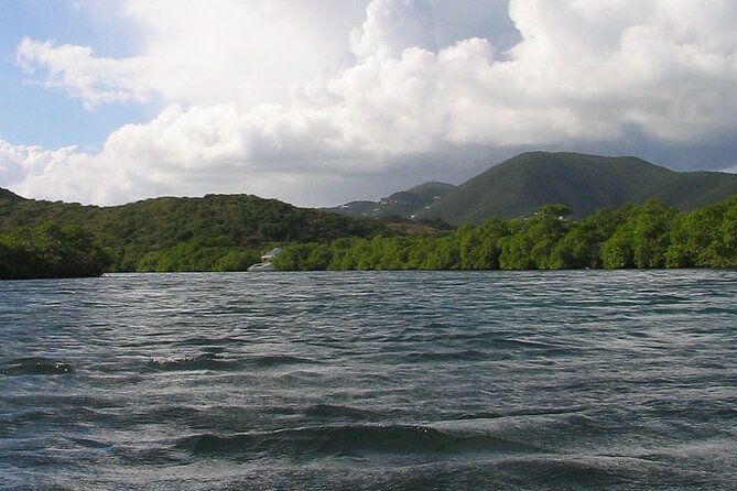 On Your Own: Kayak in the Mangrove Lagoon - Wildlife spotting without a guide