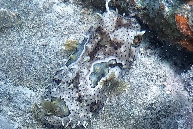 Private Full Day Guided Snorkeling or Diving Charter in St Thomas - Scuba options and mixed groups